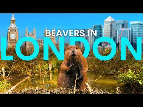Видео: Бобры тайно восстановили этот лондонский парк