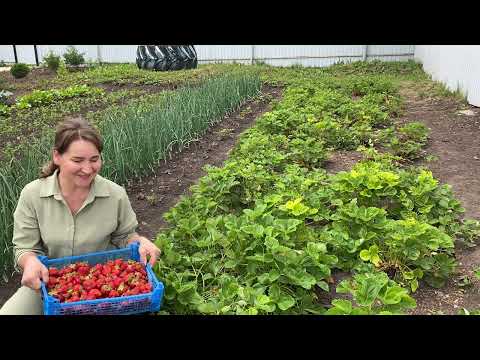 Видео: ЖИЗНЬ В ДЕРЕВНЕ МИНИ ФЕРМА И ОГОРОД НА 73 СОТКАХ