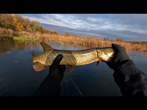 Видео: Река Воронеж. Джерки.