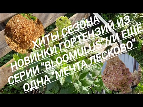 Видео: 240#Хиты сезона - 2025//Новинки гортензий серии "BLOOMULUS"//05.10.25🌿🌿🌿