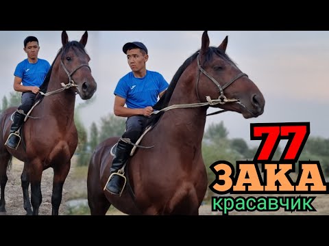 Видео: Баары көргүсү келет КРАСАВЧИКТИ 🇰🇬 77 Закага келди