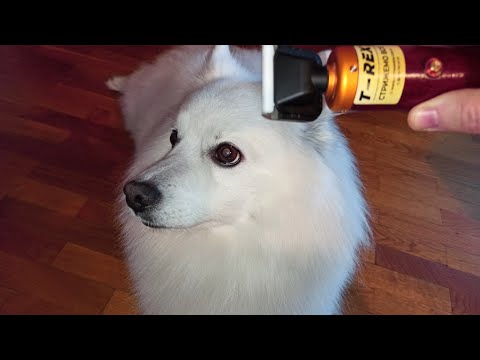 Видео: Вперше стрижу собаку. Огляд і тест машинки для стрижки тварин VS888 T-REX Я грумер і японський шпіц