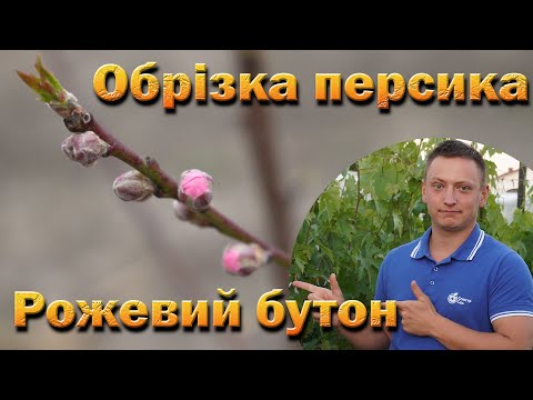 Видео: Обрізка персика по рожевому бутону крона веретено. Обрізаємо дворічні персики власного виробництва!