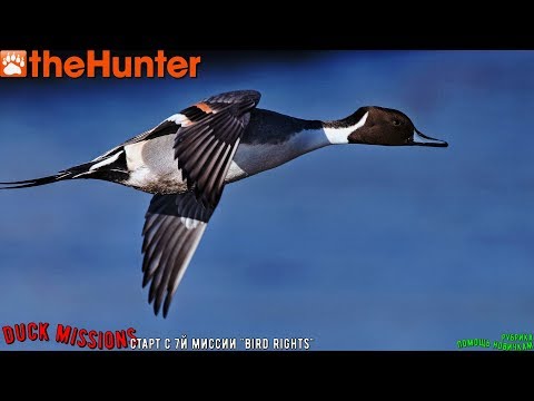 Видео: ♢ theHunter Classic ➫ Рубрика: Помощь новичкам ➫ DUCK MISSIONS part III ➫ миссии на всю утятницу ♢
