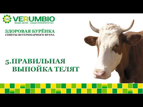 Видео: Правильная выпойка телят. Советы практикующего врача  ЗДОРОВАЯ БУРЕНКА