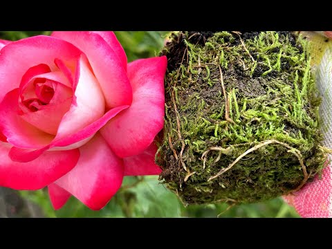 Видео: Самый простой способ укоренить любой черенок.