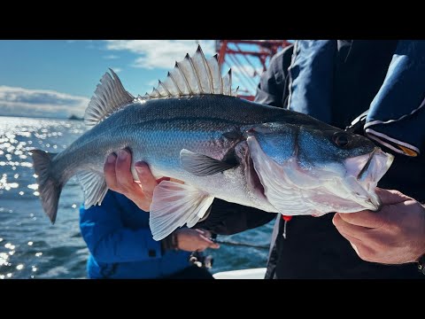 Видео: Рыбалка в Токио! Рыбалка с лодки в Токийском заливе 2025! Японский Сибасс с компанией BlueBlue