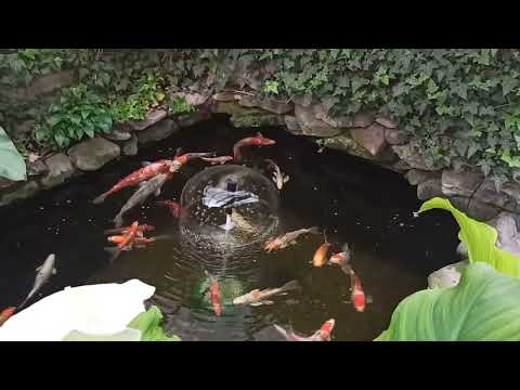 Видео: УФ лампы в рыбном хозяйстве