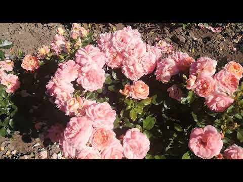 Видео: Троянда Боніта Ренесанс