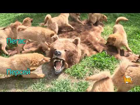 Видео: ЩЕНКИ КАРЕЛО-ФИНСКОЙ ЛАЙКИ в мае 2025 :: PUPPIES of FINNISH SPITZ in May 2025