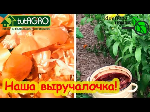 Видео: ЛУКОВАЯ НАСТОЙКА ВЫРУЧИТ ВСЕГДА! Луковая шелуха как удобрение. Приготовление лукового отвара.