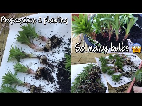 Видео: РАЗМНОЖЕНИЕ АЗИАТСКИХ ЛИЛИЙ / Деление азиатских лилий / (весна 2020 г.) удовлетворительно*