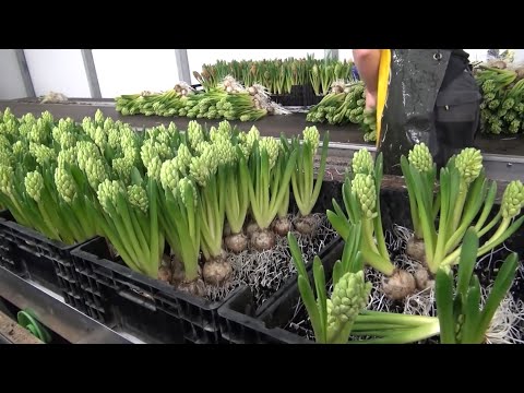 Видео: Как вырастить цветок на гидропонике - Выращивание в теплице Гидропоника Цветы