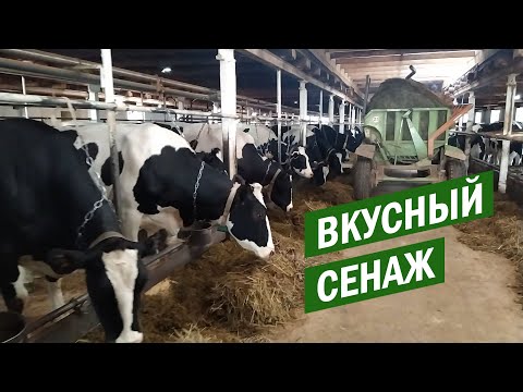 Видео: Раздача сенажа резчиком рулонов в ООО Дубровинский