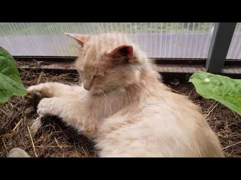 Видео: Салат для сердца и закуска из баклажан.