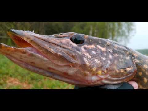 Видео: Pig Shad от Strike Pro опять приносит хороших щук.#pike #bigfish