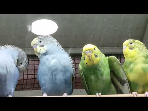 Видео: Parrots, 🦜🦜🦜,🐦🐦🐦попугаИ