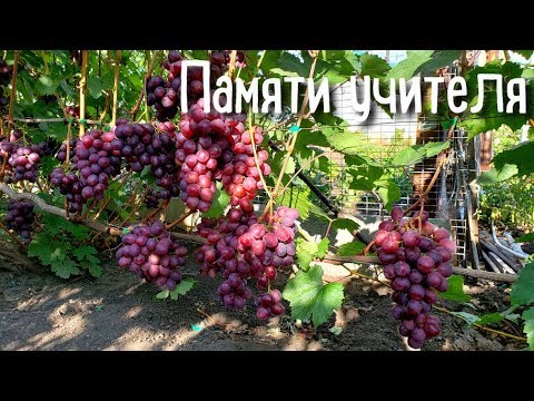 Видео: Памяти Учителя - одна из лучших форм на винограднике