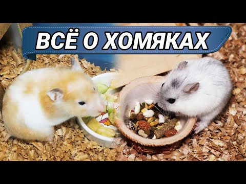 Видео: Всё о хомяках, уход и содержание в домашних условиях. Сирийский и джунгарский хомяк