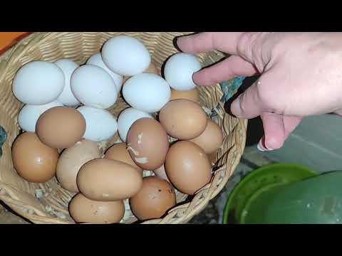 Видео: КУРЫ РАДУЮТ🥚🥚🥚.О РАСКЛЁВЕ ЯИЦ🛑ПРИЧИНЫ.