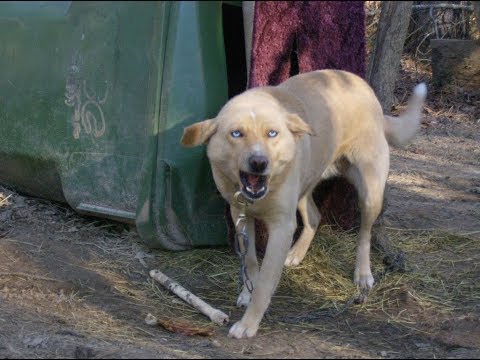 Видео: Вся правда о лабрадорах! Минусы породы лабрадор ретривер.