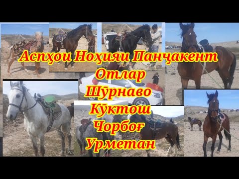 Видео: Улоқ Кӯпкари, Аспҳои Ноҳияи Панҷакент, Шӯрнаво  Чорбоғ Урметан Кӯктош