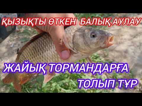 Видео: Қызықты өткен балық аулау. ЖАЙЫҚ ТОРМАНДАРҒА ТОЛЫП ТҰР.