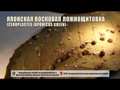 Видео: Японская восковая ложнощитовка (Ceroplastes japonicus Green)