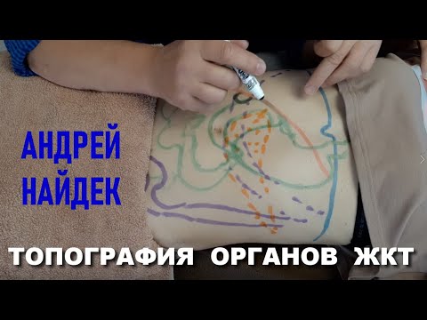 Видео: Топография внутренних органов живота (ЖКТ). Рассказывает Андрей Найдек