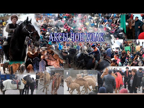 Видео: Аксы  Улаш балбан Чон улак. толук чыгарылышы 1-болук
