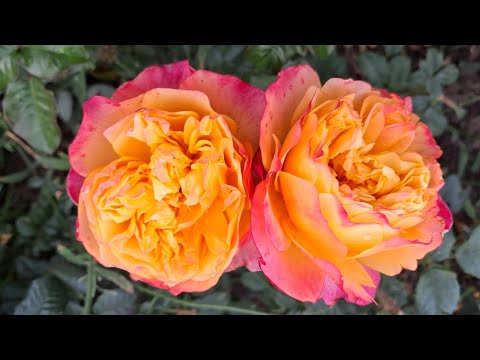 Видео: Неймовірні троянди жовтня🌹🥀🌹 Секретний інгредієнт для здоров'я красунь
