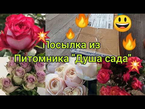 Видео: 💥Посылка из питомника "Душа сада" 💥😃 Классные сорта😍👍! спасибо моим подписчикам, что рекомендовали💗😘