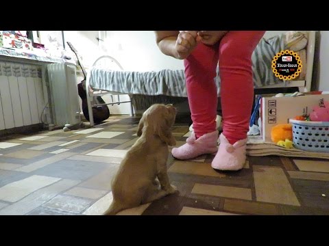 Видео: Дрессировка щенка. Первые занятия  с Ричардом.
