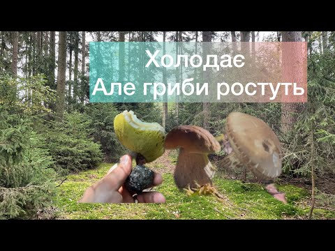 Видео: Холодає, але гриби ростуть 