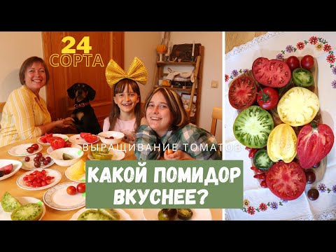 Видео: 24 сорта томатов на семейной дегустации! Какой помидор вкуснее?!