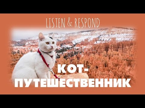 Видео: Intermediate Russian. Listen & Respond: Кот-путешественник
