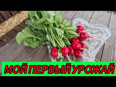 Видео: 3.05 25 МОЙ ПЕРВЫЙ УРОЖАЙ