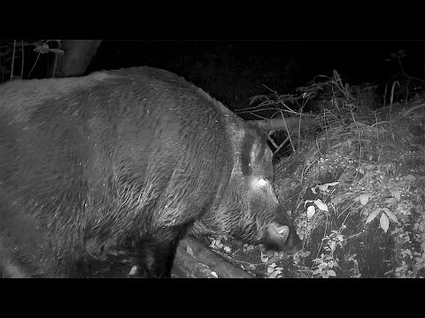 Видео: Вот кто Бродит в Лесной ГЛУШИ! Оставил Фотоловушку у ручья на 2 месяца!