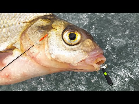 Видео: Привязал КОЗУ после ЧЁРТИКА и КЛЁВ ВОЗОБНОВИЛСЯ !!! Рабочая схема !!! Всегда так делаю !!!