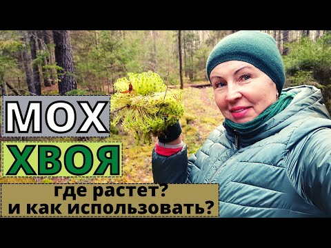 Видео: МОХ сфагнум и ХВОЯ сосны из леса в помощь садоводу. Как собирать и использовать?