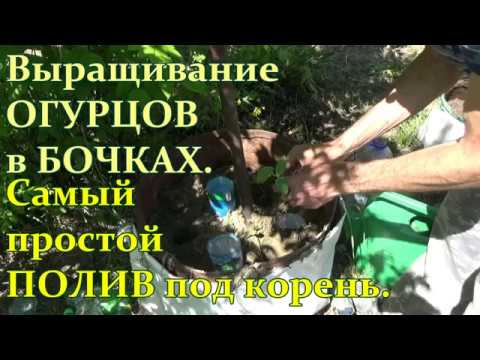 Видео: Выращиваю ОГУРЦЫ в БОЧКАХ только - ТАК !