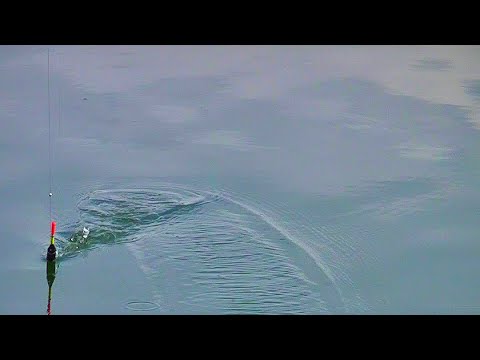 Видео: РЫБАЛКА НА КИТАЙСКОЕ ТЕСТО!!! Результат порадовал...