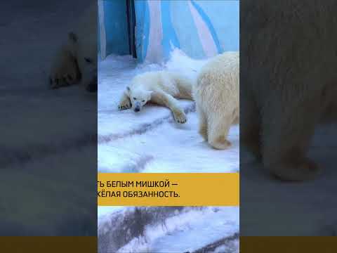 Видео: Когда в понедельник так не хочется на работу...