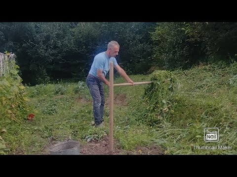 Видео: Скоро осень. Подготовка убирать картофель.#картофель#осень#дача