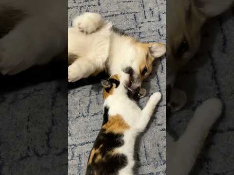 Видео: Завели себе радость! Растут вместе, бесятся тоже вместе #веселыекоты #собака