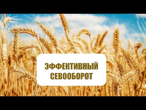 Видео: Рациональный севооборот - как составить? Подбор культур.