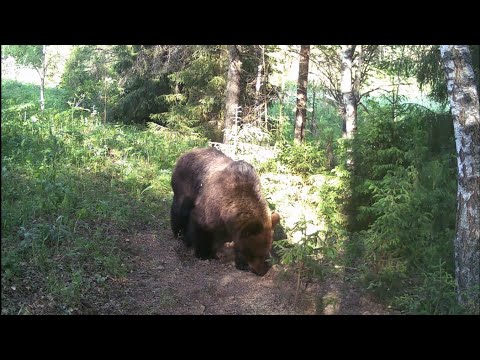 Видео: Фотоловушка засняла страшного зверя! Не ожидал увидеть!