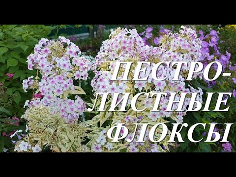 Видео: Пестролистные флоксы - что это? Цветущие или декоративно-лиственные растения?