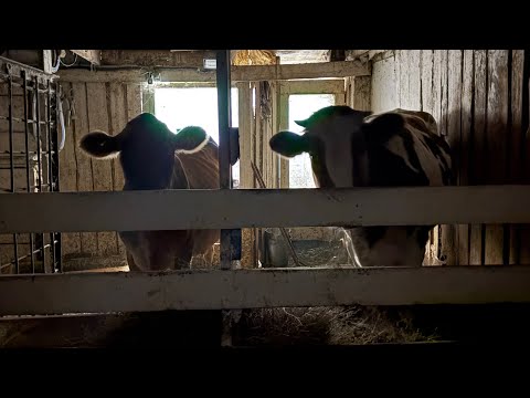 Видео: СНОВА КАРОВА?🤦🏻‍♂️