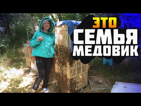 Видео: Как собрать много меда? Сильные семь пчел на главный взяток. Семьи МЕДОВИКИ на пасеке для подсолнуха
